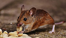 24 Hour & Emergency Exterminators in Newmanstown, PA